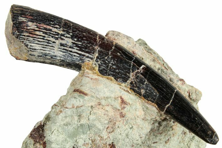 Fossil Pterosaur Tooth in Situ - Dekkar Formation, Morocco #252275
